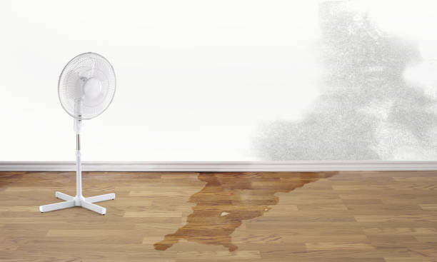Best Basement water damage restoration  in Eddystone, PA